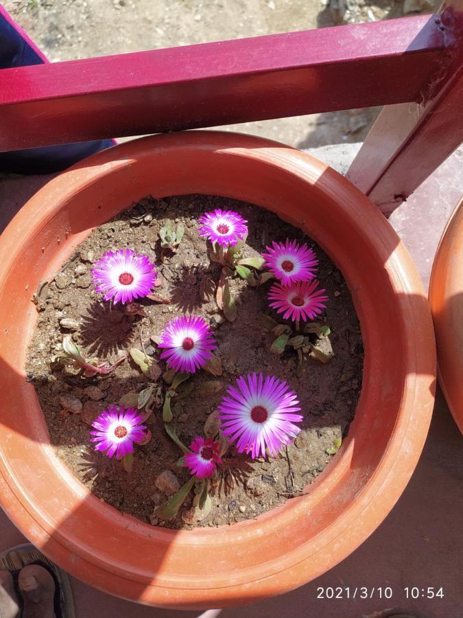 Mangalmurti Himalyan Homestay Hawalbagh Exteriér fotografie